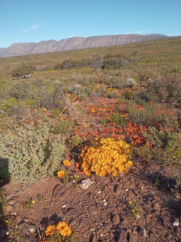 4 Bedroom Property for Sale in Riversdale Western Cape